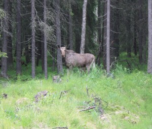 Älgkviga med raggpäls