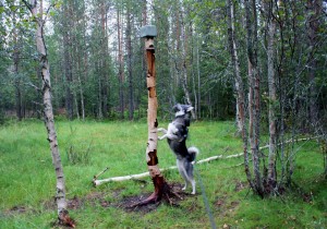Granskning av saltsten