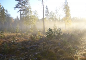 P1030532 Höstmorgon