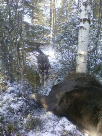 Busters kalv