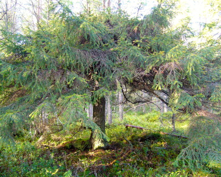 Granen på Lapinvaara