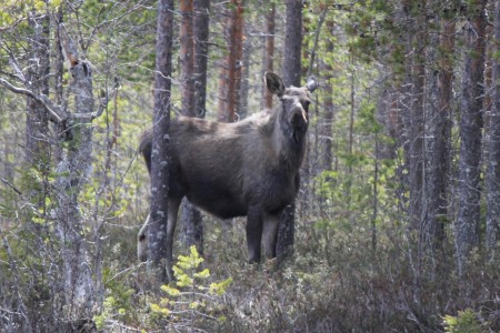 Älgko