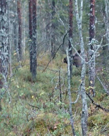 Liggande älgko