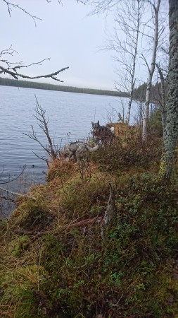 Hundarna vill till älgen