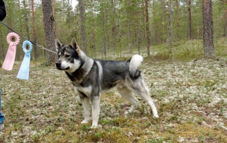 Gunde